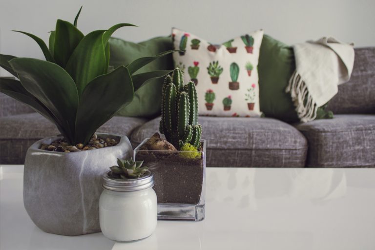 Worthy Ways To Clean Your Plants Optimally