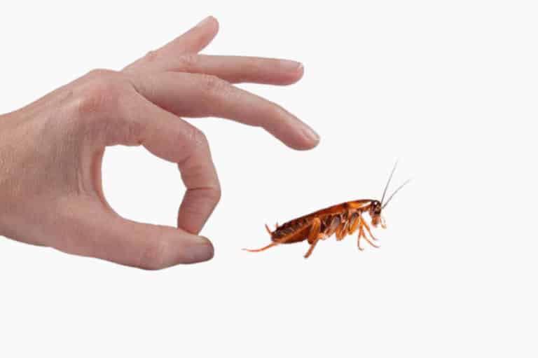 How To Keep Pests Out Of Your Home?